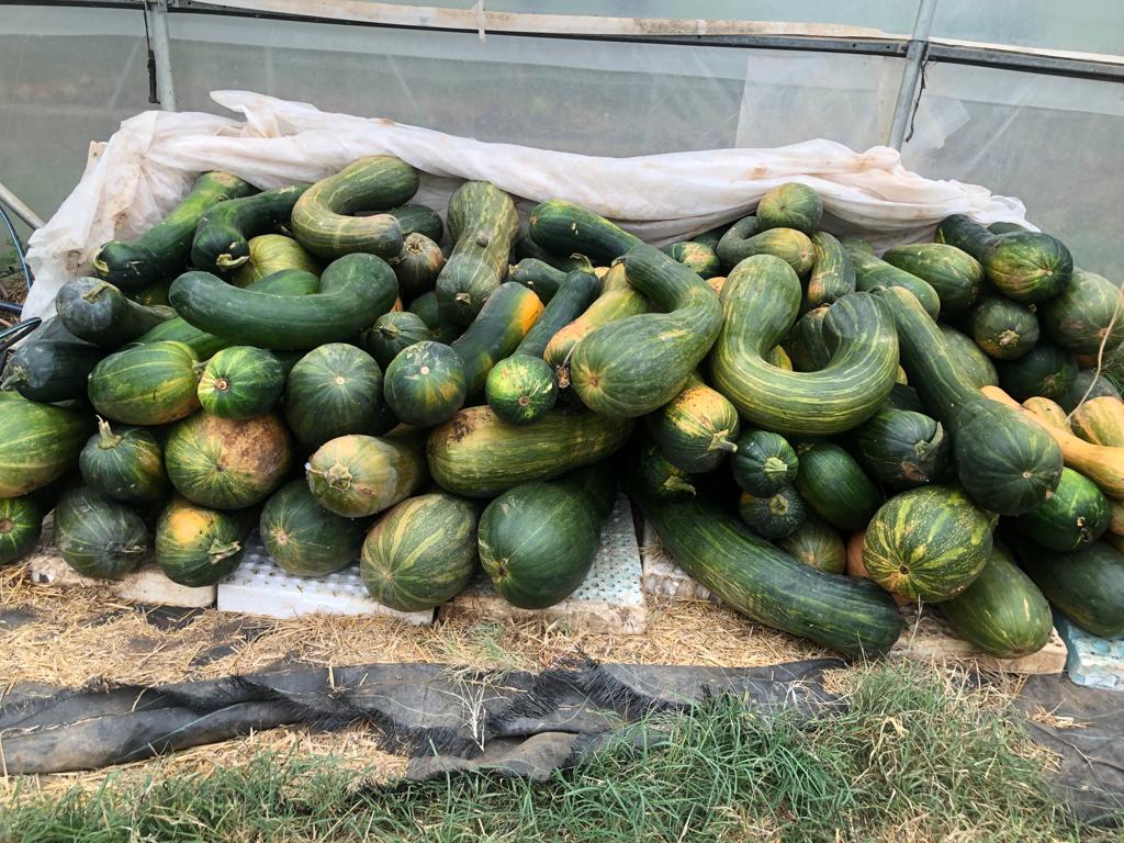Huerta ecológica "El Vivero"