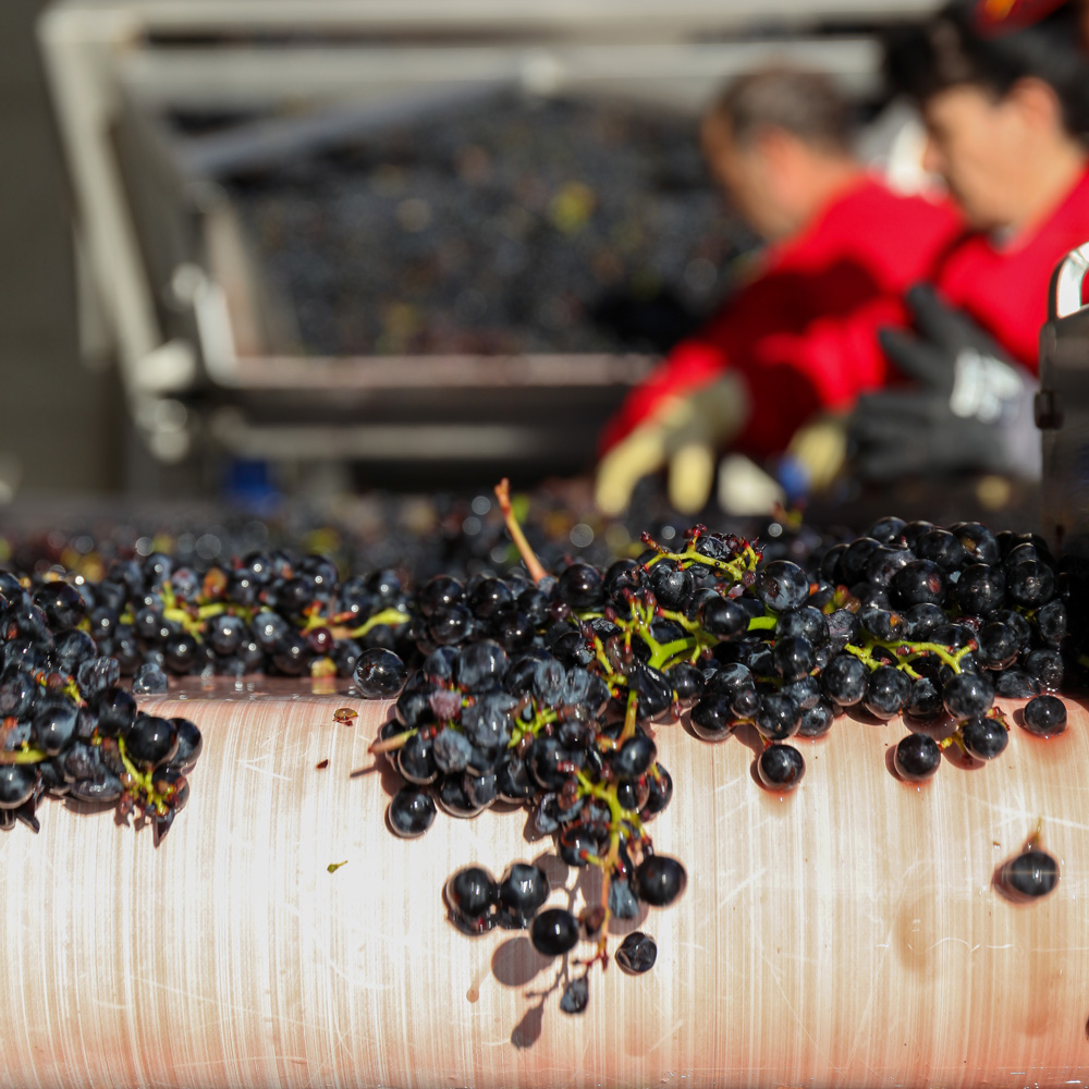 Bodega y Viñedos Martín Berdugo